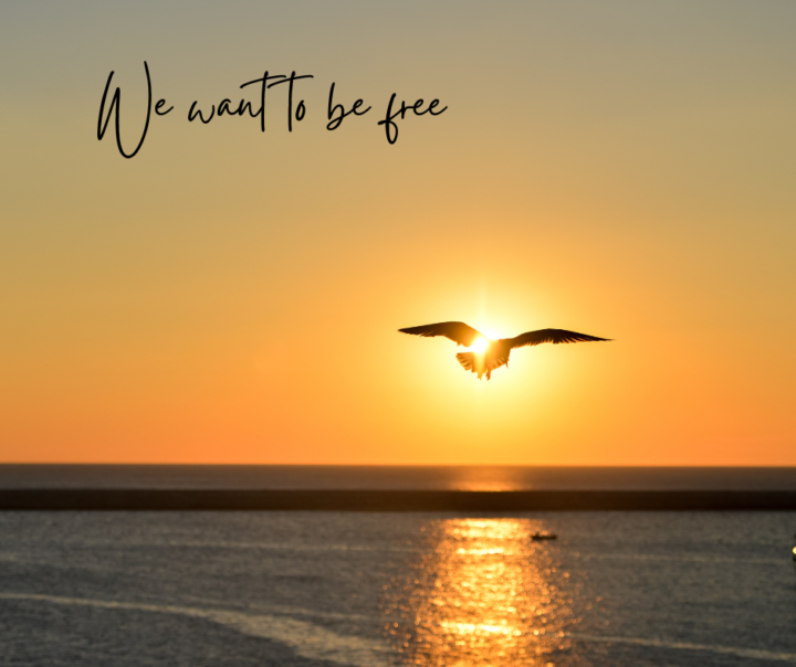 Canva....