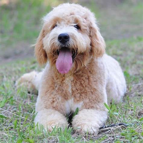 🐶 Discover the 16 Most Popular Types of Doodle Dogs: Which One Fits Your Lifestyle?