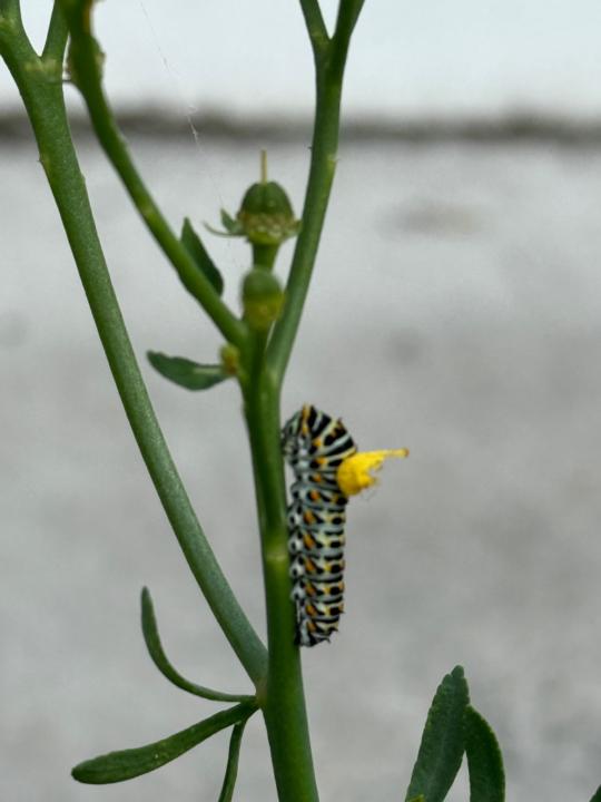 Claudia Auf der Maur