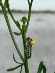 Claudia Auf der Maur