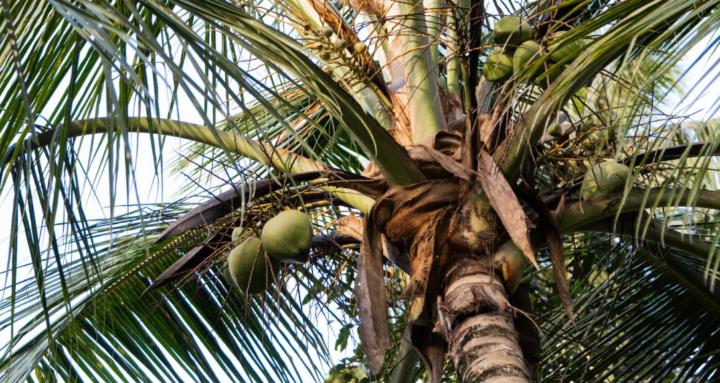 Align Yoga Collective