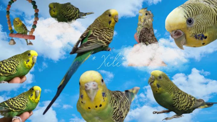 Renata Gallegos Saucedo