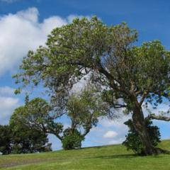 Best Studentofalexhormozi