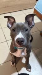 Effiemia Papahristou