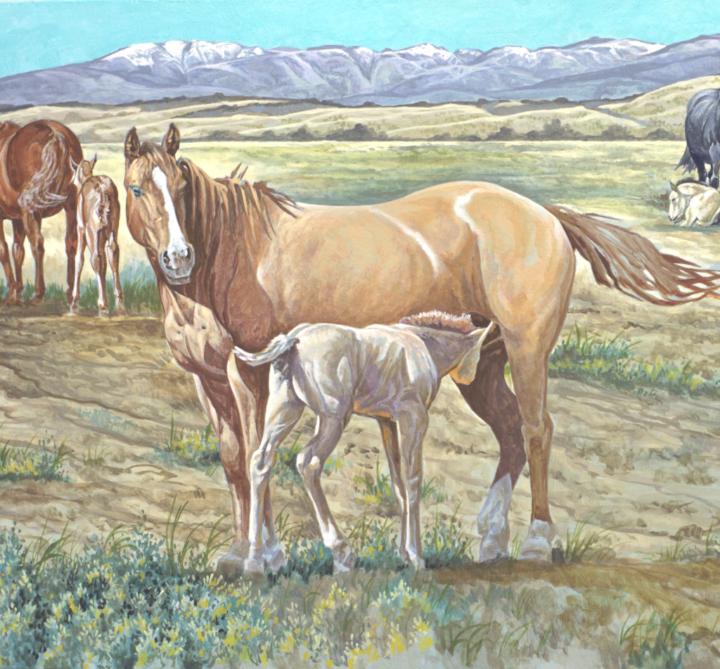 Beartooth Quarter Horses