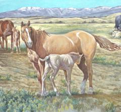 Beartooth Quarter Horses
