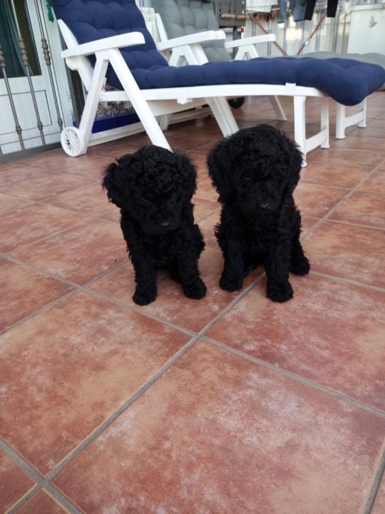 Oscar Frutos chivato