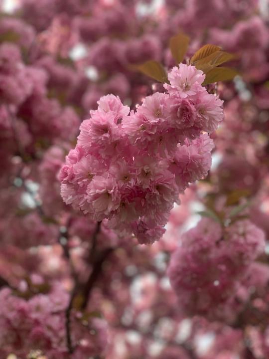 Maria Florencia Gomez