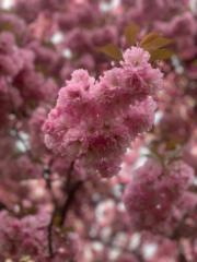 Maria Florencia Gomez