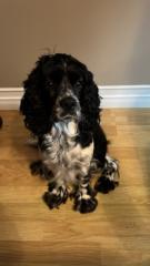 Marie-Claude Morrissette