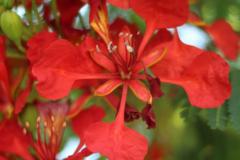 José Antonio Rojas mendez