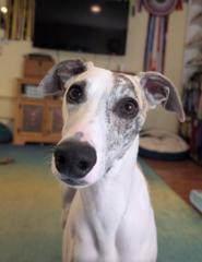 Genevieve LaFerriere