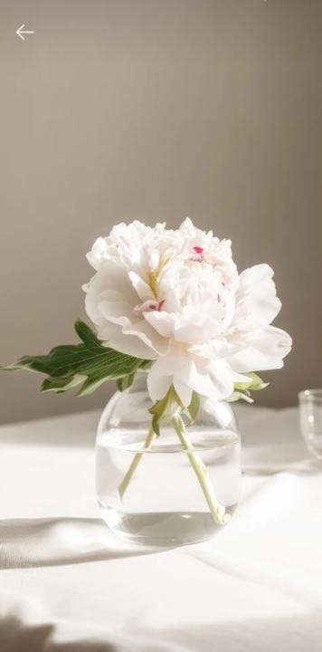 Lightness Jm