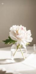 Lightness Jm