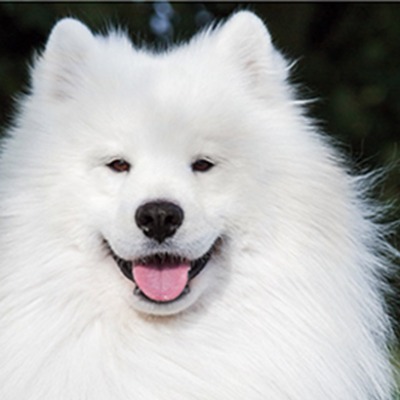 Charlyn Schafer-Oyak