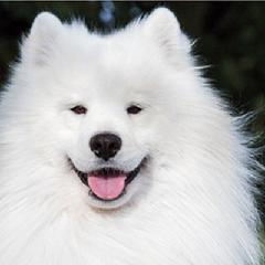 Charlyn Schafer-Oyak