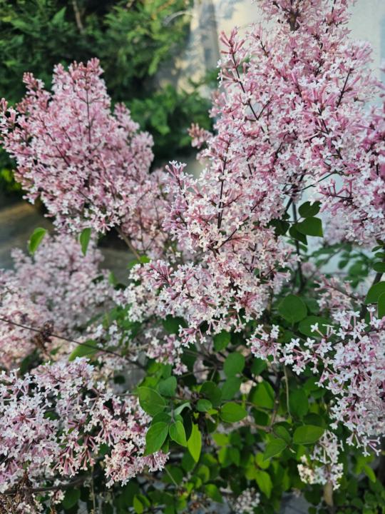 Ali Al