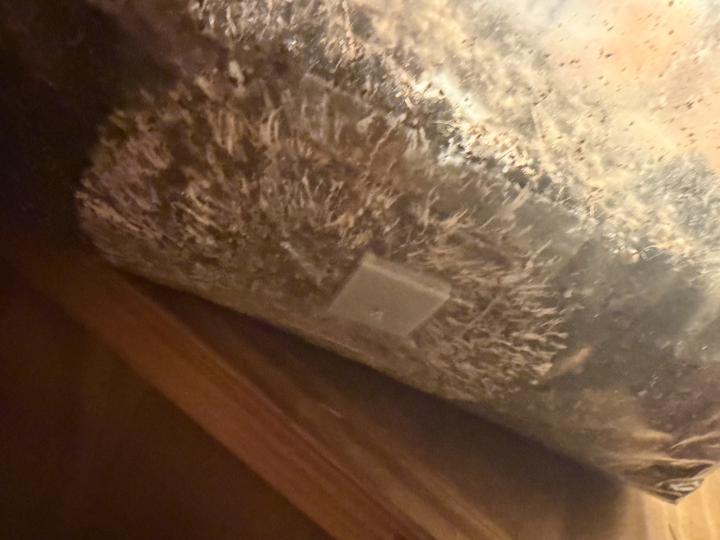 Mushrooms 