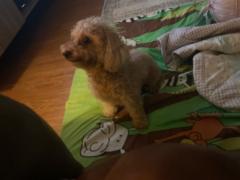 Shreiyaa Anieksha Prakash