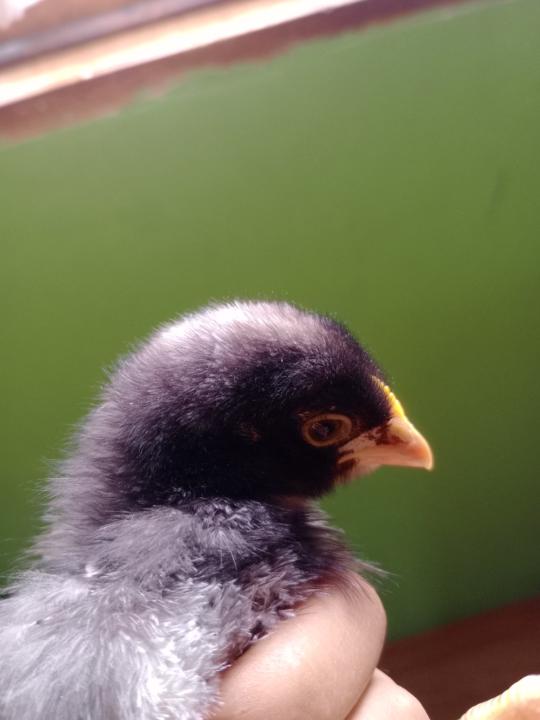 Evelyn elisa Condori