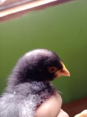 Evelyn elisa Condori