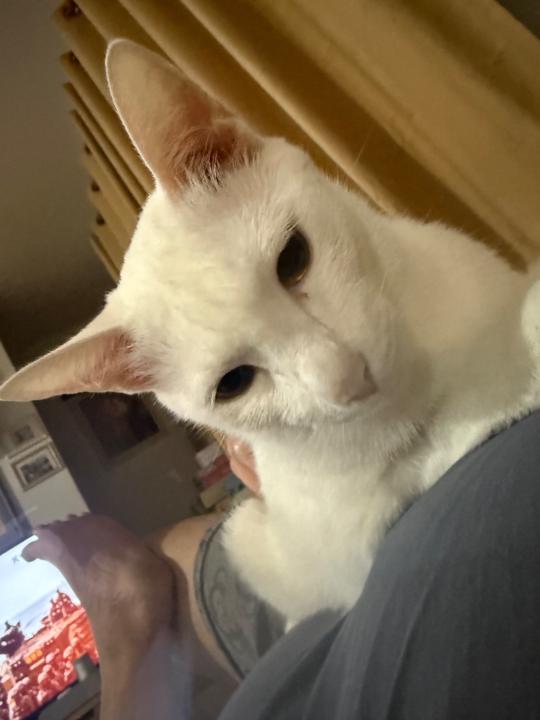 Sarayout Vuttikornrangsan