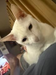 Sarayout Vuttikornrangsan