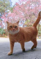 莫忘元氣 Yj