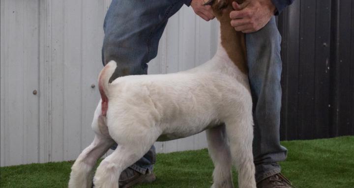 Shipley Custom Clipping