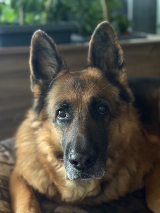 Viki Kulcsàr