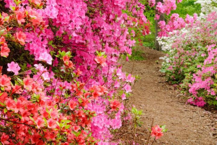 A Season Painted in Petals - 'SHARING OUR WORLDS'