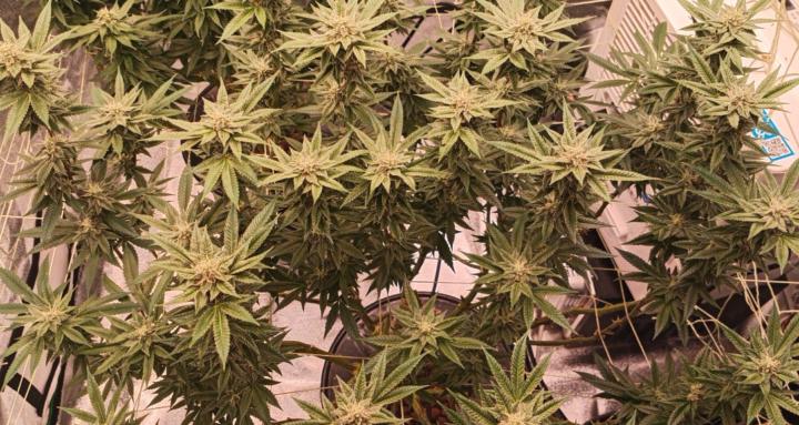 Cannabis Cultivation 101