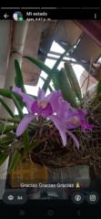 Nelida Iris Henriquez