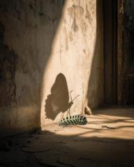 Dorisa Luminosaliyeva