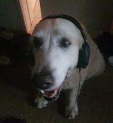 Anele Mouta