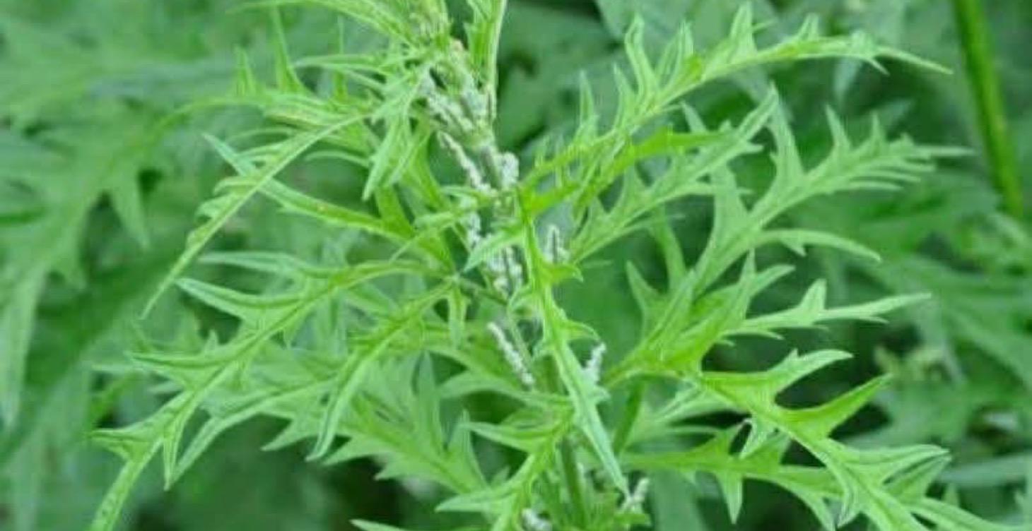 🌱 Benefits of Drinking Nettle Tea 💚💚