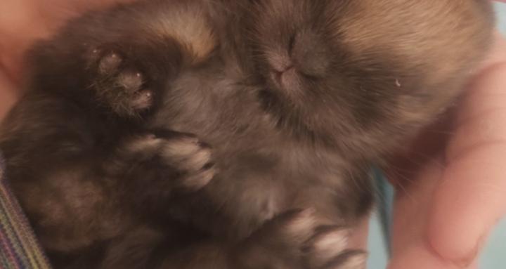 Me my bunnies and me