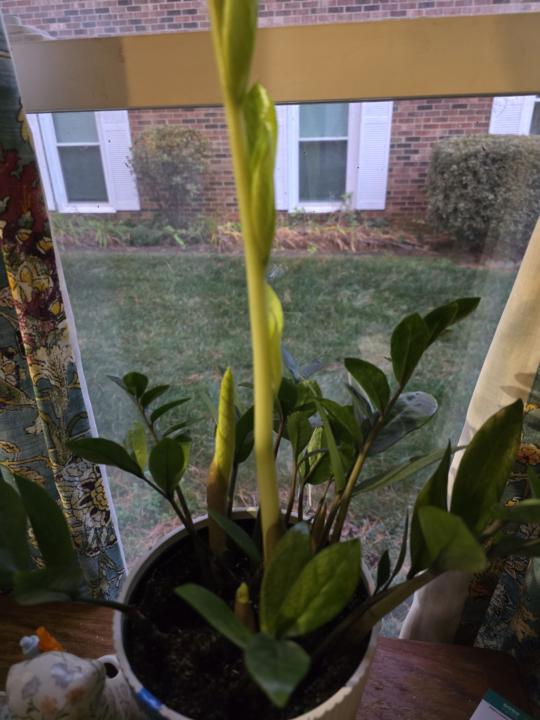 Slow, Invisible, Still Growing