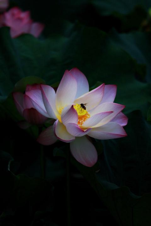Flora Xie