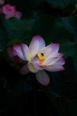 Flora Xie