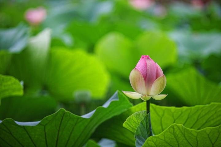 Maha Siam