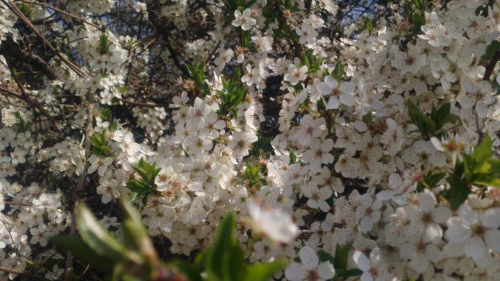 Di Blumenstrauß