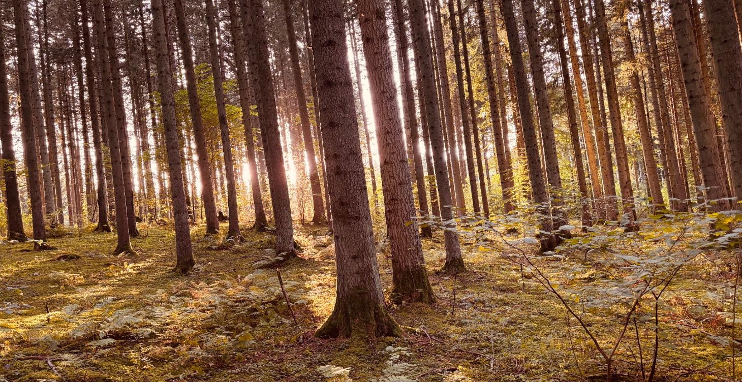 Grounded Leadership?