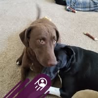 Micella Robertslopez