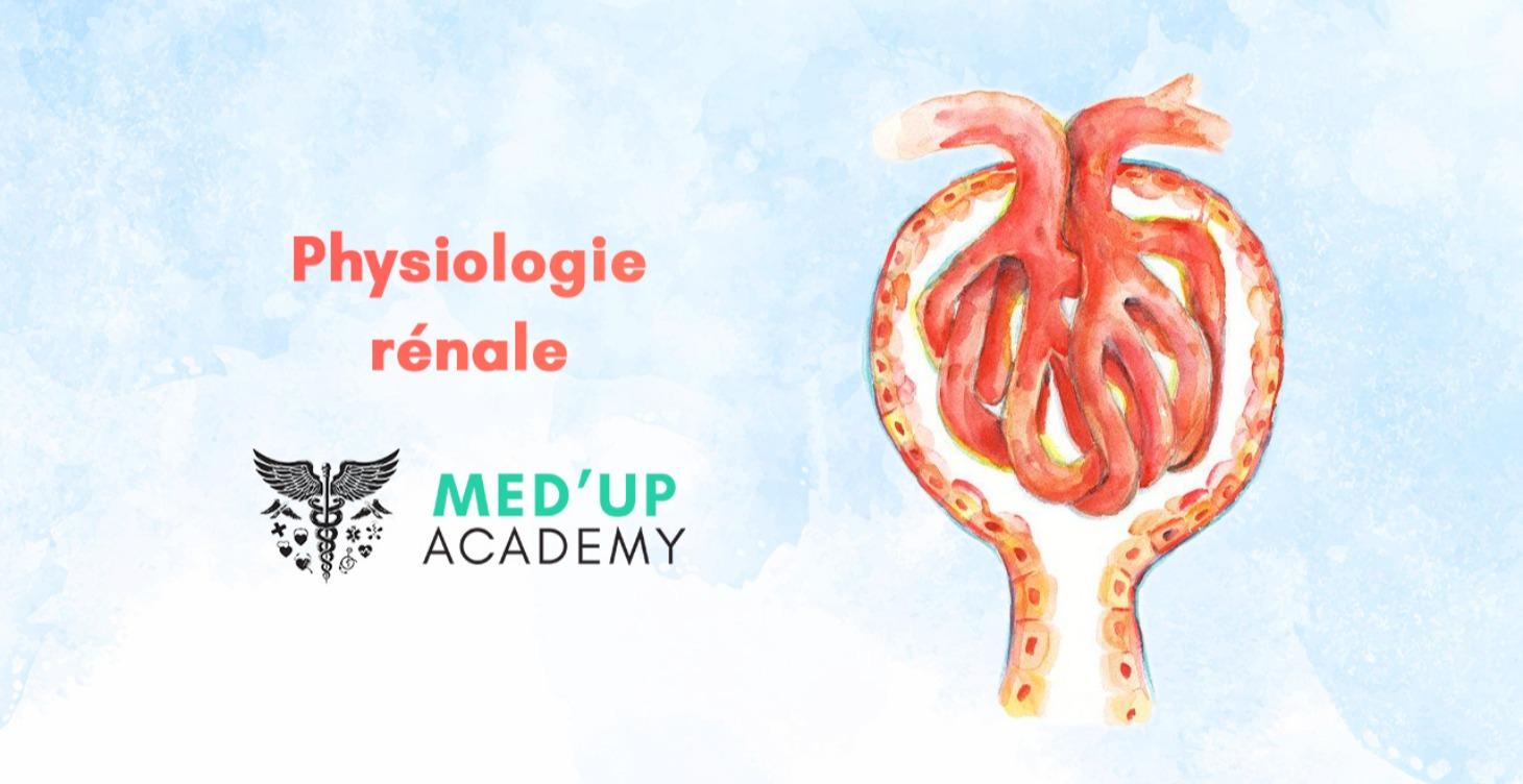 Physiologie rénale