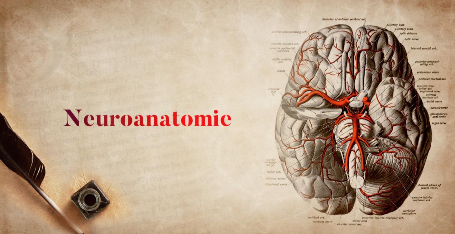 Neuroanatomie