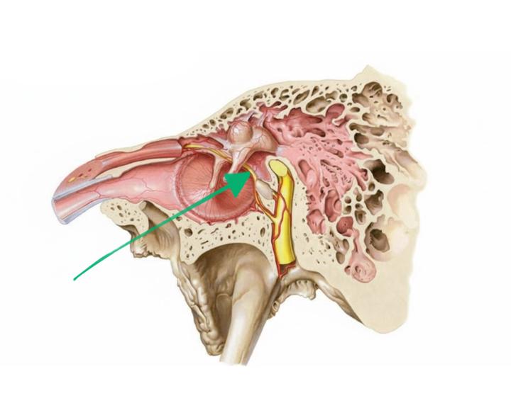 Un nerf qui passe dans la caisse tympanique !