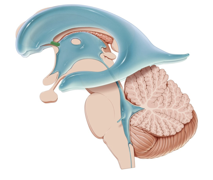 Neuroanatomie