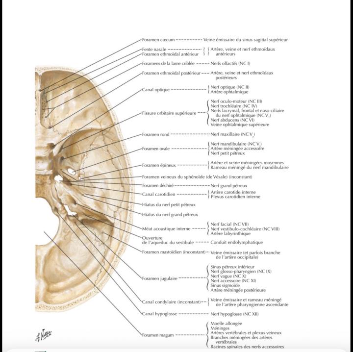 Ça peut nous aider pour se rappeler des orifices + les structures +++ qui les traversent