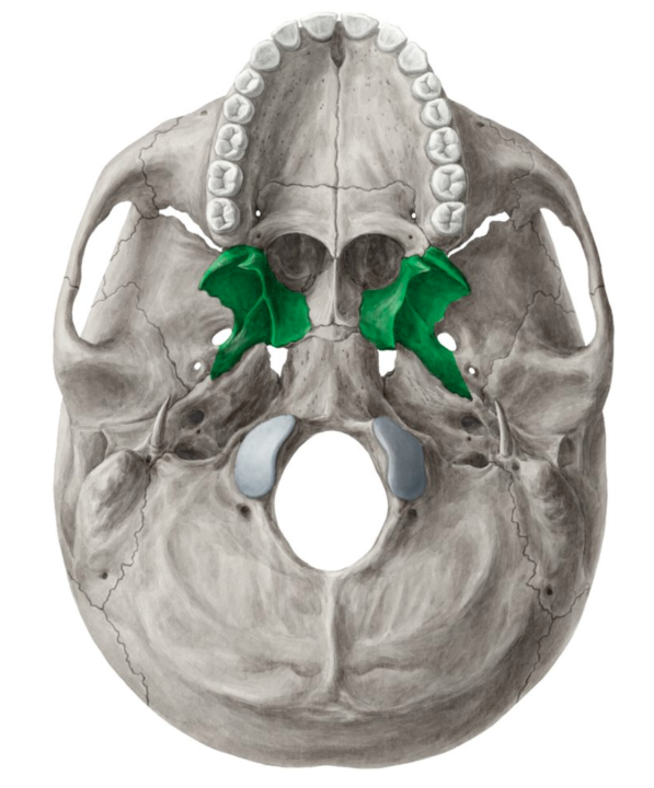 Neuroanatomie Quiz